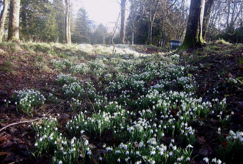 Záplava sněženek v arboretu