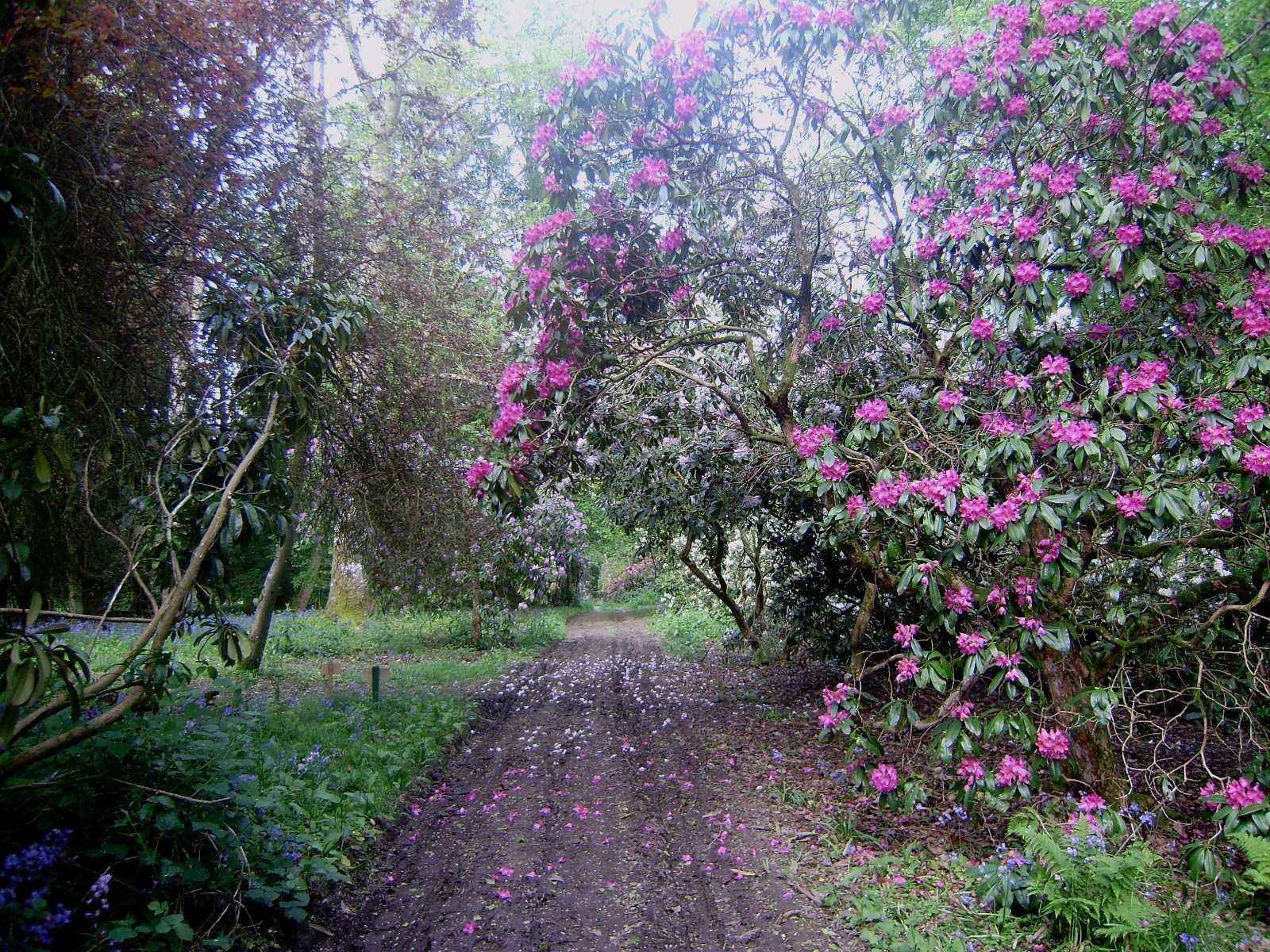 Cestičky v arboretu jsou teď lemovány kvetoucími rododendrony
