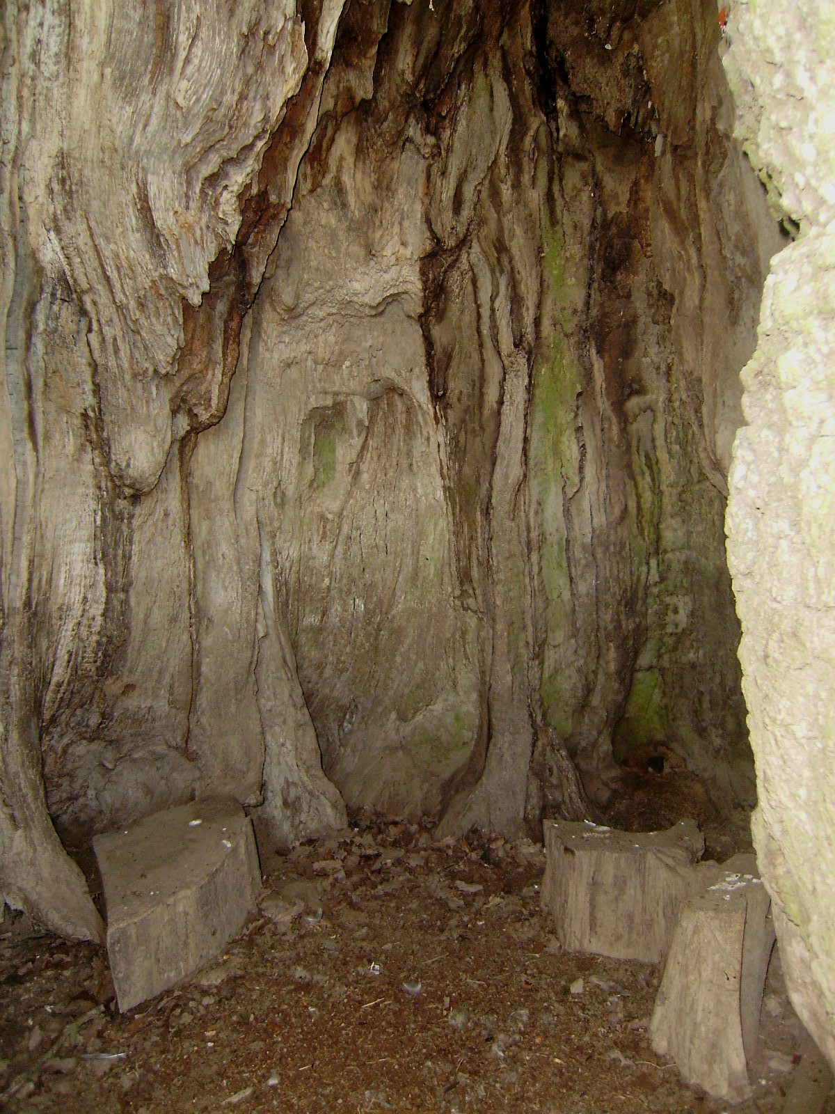 Uvnitř stromu