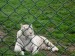 Bílý tygr jako jediný musel být za plotem